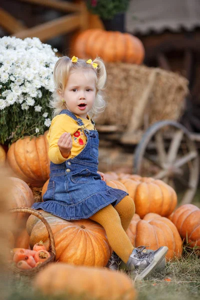 Child picking pumpkins at pumpkin patch. Little toddler girl playing among squash at farm market. Family time at Thanksgiving and Halloween.Little girl having fun on a tour of a pumpkin farm at autumn. Child sitting on largest pumpkin.