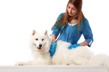 Veteriner hayvan doktoru ile köpek Veteriner Kliniği, tablo. Tıp ve sağlık kavramı.