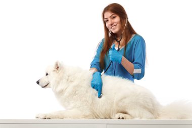 Veteriner hayvan doktoru ile köpek Veteriner Kliniği, tablo. Tıp ve sağlık kavramı.