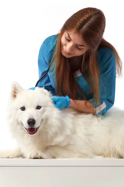 Veterinário com cão, na mesa na clínica veterinária, médico animal. Conceito de medicina e cuidados de saúde. Smilyng Samoyed Laika cão . — Fotografia de Stock