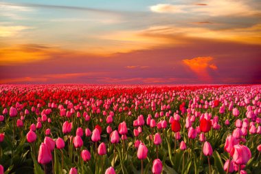 Renkli alan lale, Hollanda. Keukenhof park, Hollanda.