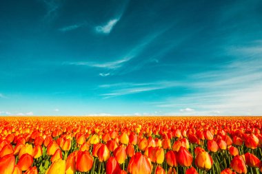 Renkli alan lale, Hollanda. Keukenhof park, Hollanda.
