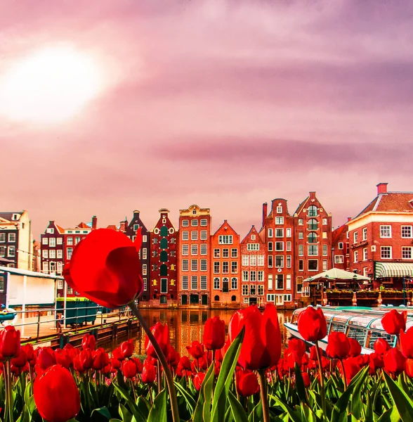 Bâtiments anciens traditionnels, canal et tulipes à Amsterdam, Pays-Bas. Photo de voyage pour cartes postales et aimants . — Photo