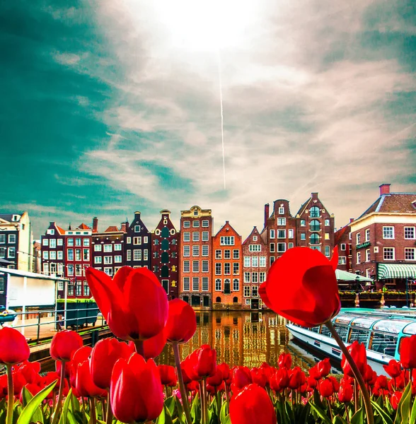 Tradiční staré budovy, kanalizačních a tulipánů v Amsterdamu, Nizozemsko. Cestovní Foto pohlednice a magnety. — Stock fotografie