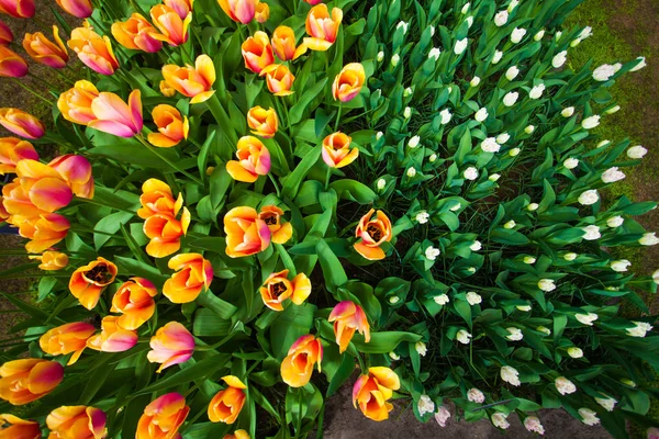 Champ coloré de tulipes, Pays-Bas. Parc Keukenhof, Hollande. Fond de fleur . — Photo