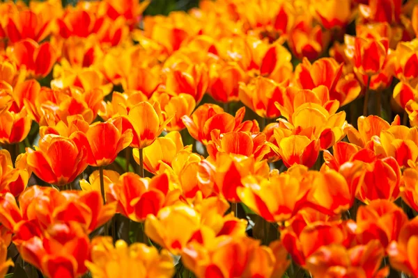 Buntes Feld von Tulpen, Niederlande. keukenhof park, holland. Blume Hintergrund. — Stockfoto