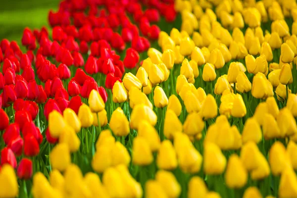 Kleurrijke veld tulpen, Nederland. Keukenhof park, Holland. Bloem achtergrond met kopie ruimte. — Stockfoto