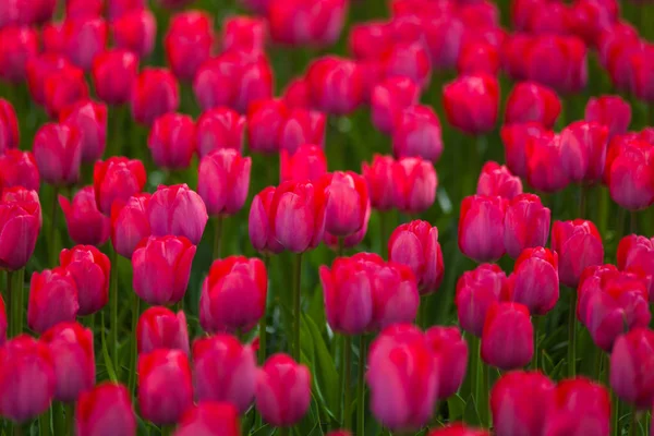 Champ coloré de tulipes, Pays-Bas. Parc Keukenhof, Hollande . — Photo