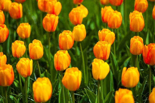 Champ coloré de tulipes, Pays-Bas. Parc Keukenhof, Hollande . — Photo