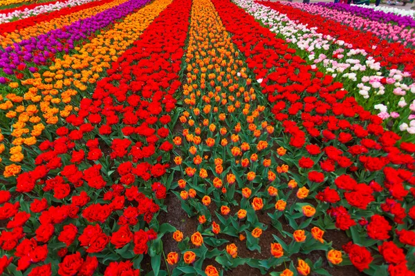 Colorful field of tulips, Netherlands. Keukenhof park, Holland. Flower background. — Stock Photo, Image