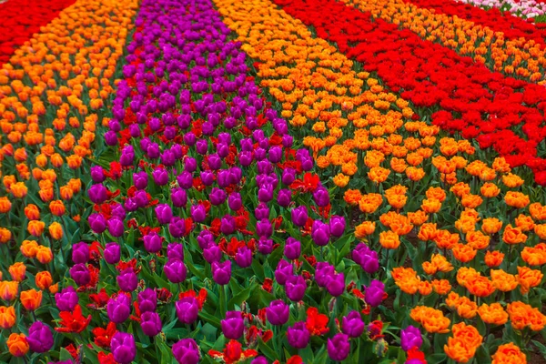 Красочное поле тюльпанов, Нидерланды. Парк Кёкенхоф, Голландия. Цветочный фон . — стоковое фото