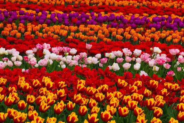 Barevné pole tulipánů, Nizozemsko. Parku Keukenhof, Holandsko. Květinové pozadí. — Stock fotografie