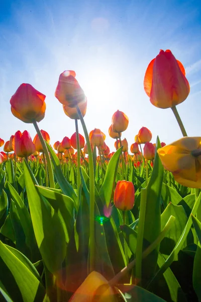 Kolorowe pola tulipanów, Holandia. Park ogród Keukenhof, Holandia. — Zdjęcie stockowe