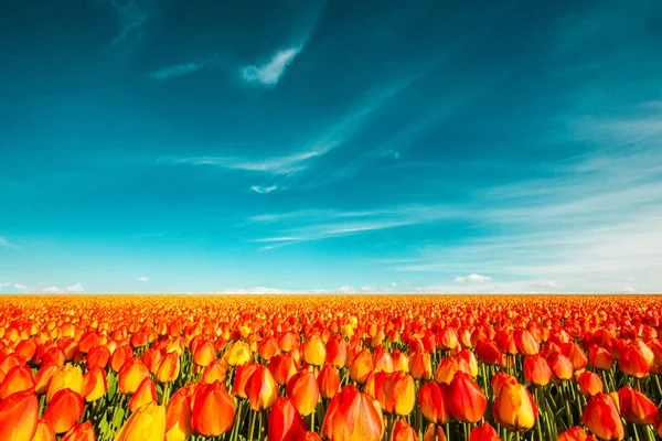 Buntes Feld von Tulpen, Niederlande. keukenhof park, holland. — Stockfoto