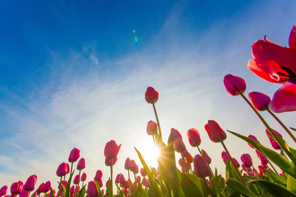 Красочное поле тюльпанов, Нидерланды. Кеукенхоф-парк . — стоковое фото