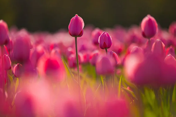 Tulipanes fondo de pantalla fotos de stock, imágenes de Tulipanes fondo de pantalla sin royalties | Depositphotos Tulipanes fondo de pantalla fotos de stock, imágenes de Tulipanes fondo de pantalla sin royalties | Depositphotos