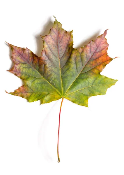 Autumn fallen maple leave — Stock Photo, Image