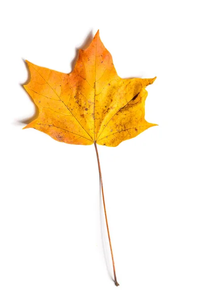 Autumn fallen maple leave — Stock Photo, Image