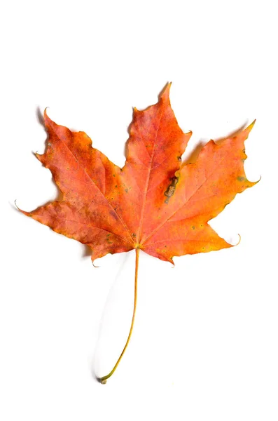 Autumn fallen maple leave — Stock Photo, Image