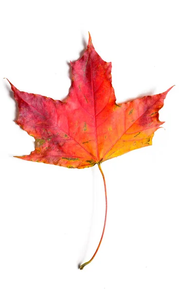 Autumn fallen maple leave — Stock Photo, Image