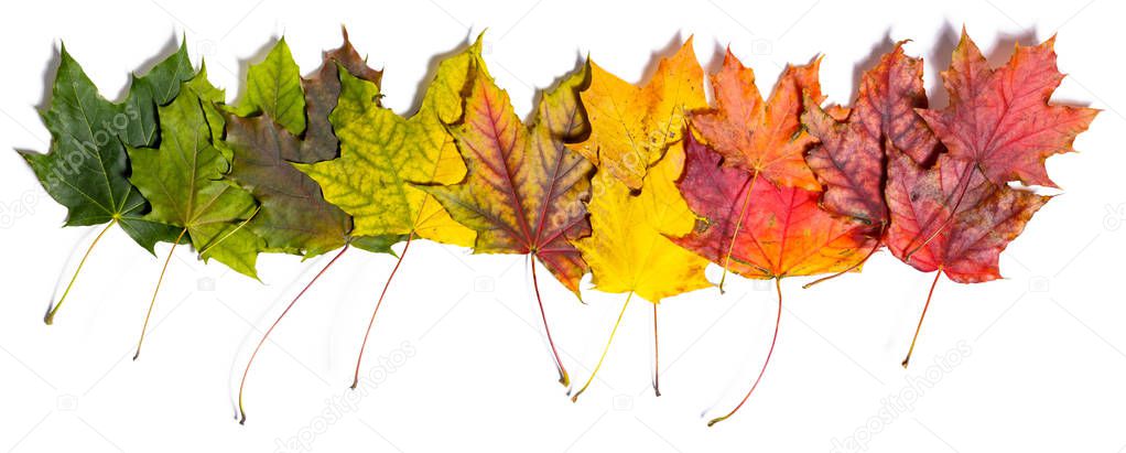 autumn fallen maple leaves isolated on white background