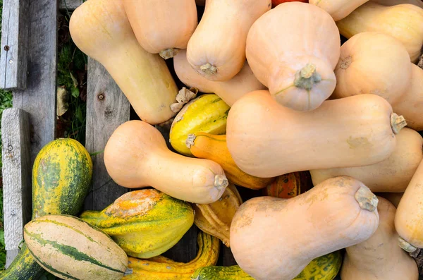 Autumn pumpkins top view — Stock Photo, Image