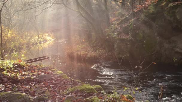 Cascade dans la forêt brumeuse d'automne — Video