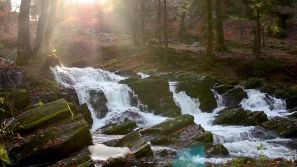 Cascada en bosque nublado de otoño — Vídeos de Stock