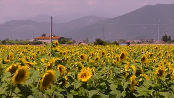 Campo de trigo da Toscana — Vídeo de Stock