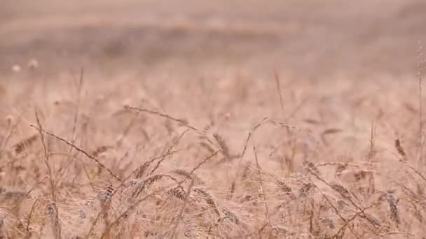 Pole pszenicy Tuscany — Wideo stockowe