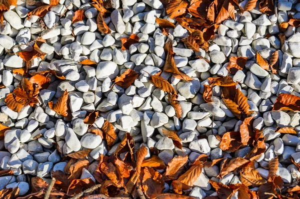 Herbstblätter am Kiesstrand — Stockfoto