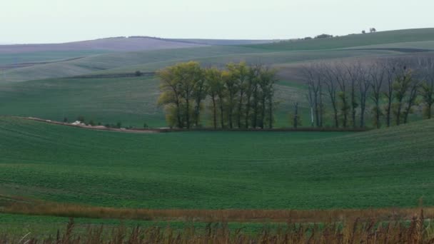 South Moravian herfst velden — Stockvideo