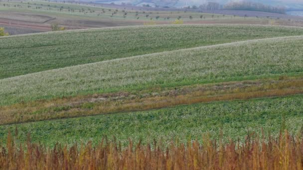 South Moravian herfst velden — Stockvideo