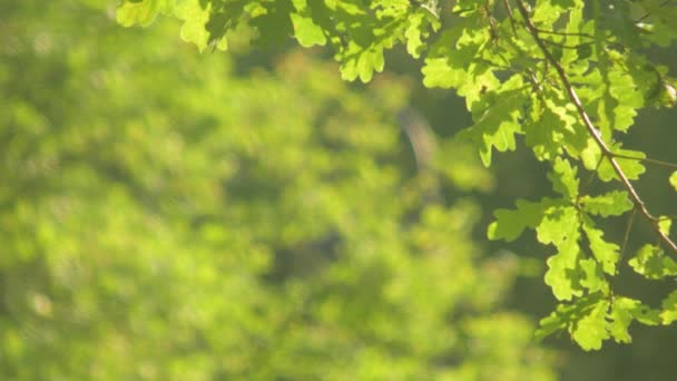 Bomen in het zomerpark — Stockvideo