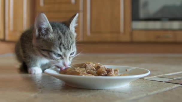 Gatinho comer mousse molhado gato comida — Vídeo de Stock