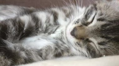 Kedi yavrusu kanepede uyuyor.