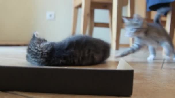 Kedi yavruları birlikte oynuyor. — Stok video
