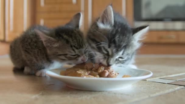 子猫はムースぬれた猫の食べ物を食べる — ストック動画