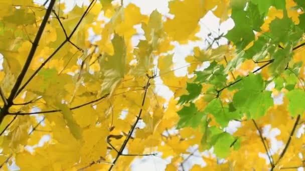 Follaje de roble verde y amarillo — Vídeo de stock