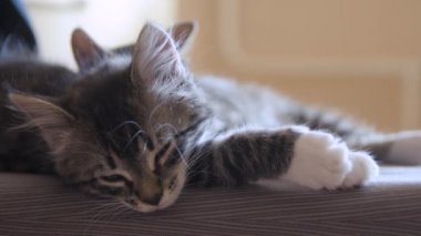 Kediler birlikte yatar.