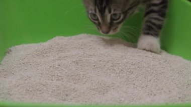 Kedi ve kedi kumluğu.