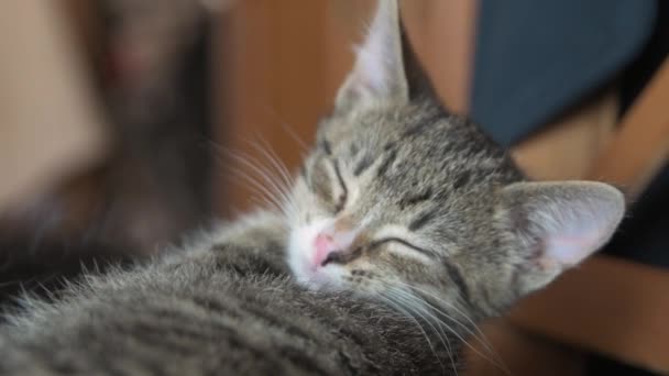 Los gatitos duermen juntos — Vídeos de Stock