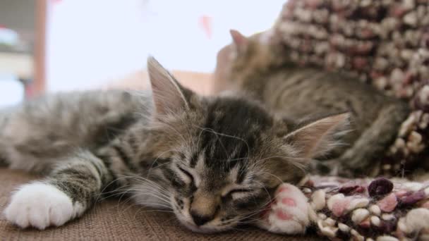 Los gatitos duermen juntos — Vídeos de Stock