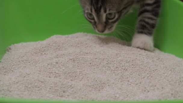 Коробка для кошачьего туалета — стоковое видео