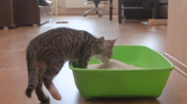 Kedi yavruları ve kedi kumluğu.