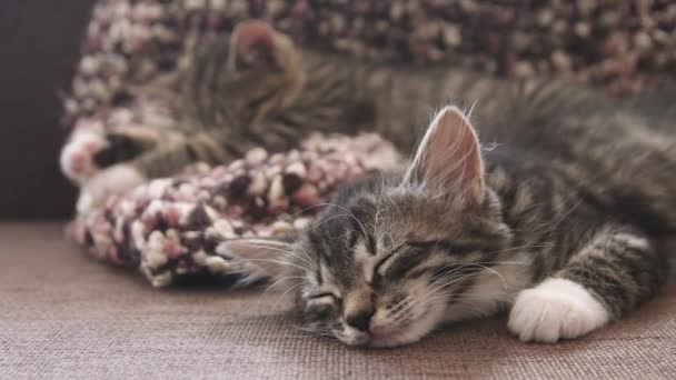 Koťata spí spolu — Stock video