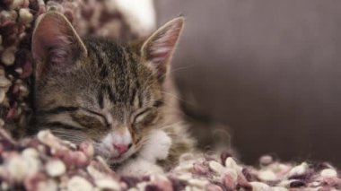 Kedi yavrusu kanepede uyuyor.