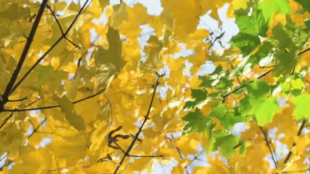 Follaje de roble verde y amarillo — Vídeo de stock
