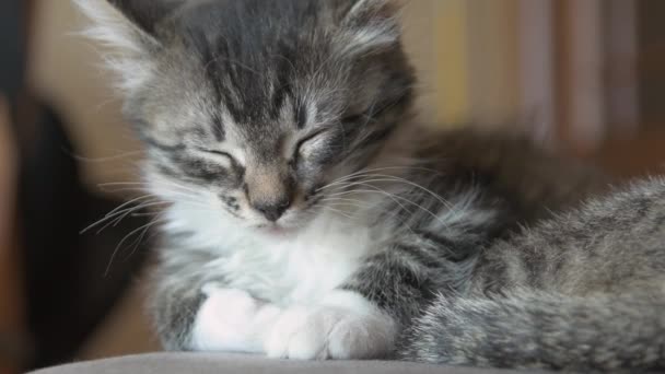 小猫睡在一起 — 图库视频影像