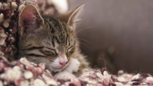 小猫睡在沙发上 — 图库视频影像